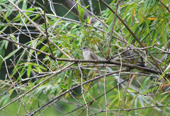 Pycnonotus conradi
