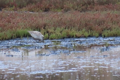 Charadrius marginatus marginatus