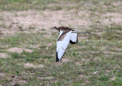 Hydrophasianus chirurgus