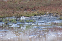 Charadrius marginatus marginatus