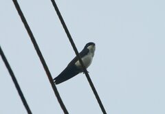 Pygochelidon cyanoleuca