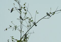 Pygochelidon cyanoleuca