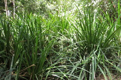 Scirpodendron ghaeri