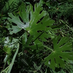 Ranunculus apiifolius