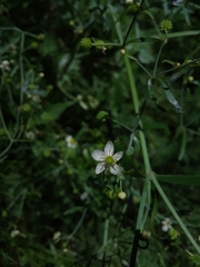 Ranunculus apiifolius