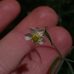 Ranunculus apiifolius