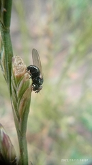 Lonchaea
