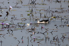 Sarkidiornis melanotos