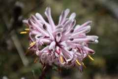 Petrophile linearis