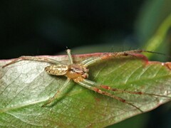 Araneus talipedatus