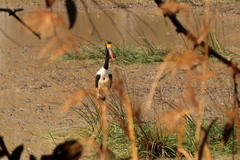 Ephippiorhynchus senegalensis