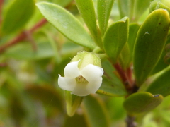 Diospyros glabra