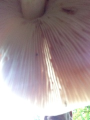 Fungi