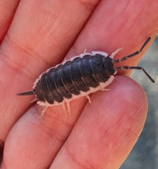 Porcellio hoffmannseggii