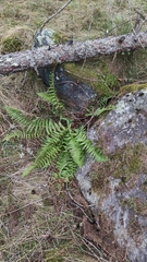 Dryopteridoideae