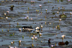 Sarkidiornis melanotos