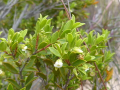 Diospyros glabra