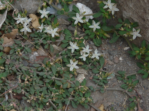 Bitter cumin (Glinus oppositifolius)