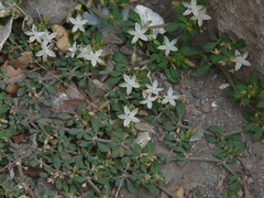 Glinus oppositifolius