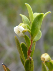 Diospyros glabra