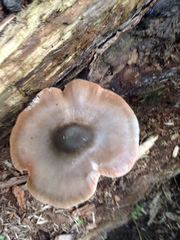 Fungi