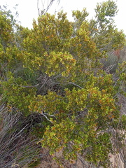 Diospyros glabra
