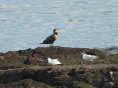 Thalasseus sandvicensis