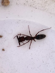 Odontomachus desertorum