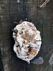 Basidioradulum radula