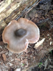 Fungi