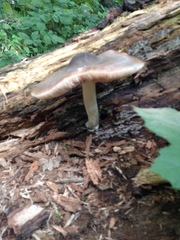 Fungi