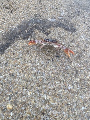 Gecarcinus lateralis