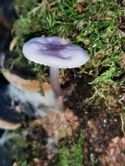 Mycena pura