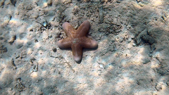 Choriaster granulatus