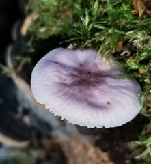 Mycena pura