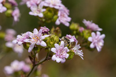 Moscharia pinnatifida