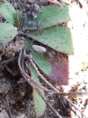 Cicadella