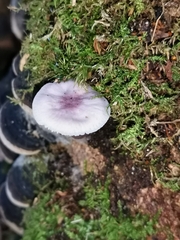 Mycena pura