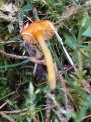 Hygrocybe insipida