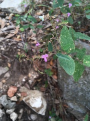 Desmodium psilophyllum