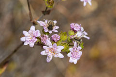Moscharia pinnatifida
