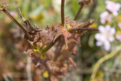 Moscharia pinnatifida