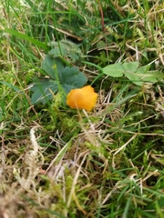 Hygrocybe insipida