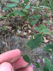 Desmodium psilophyllum