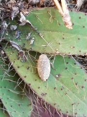 Cicadella