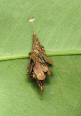 Psychidae