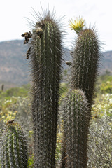 Trichocereus chiloensis litoralis