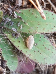 Cicadella
