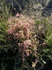 Atraphaxis frutescens