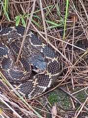 Crotalus molossus nigrescens
